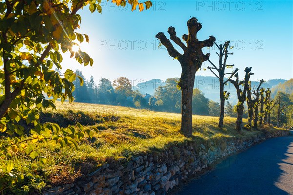 Pollarded trees at Saint-Jean-de-Bleymard in the Cévennes, Lozère, France