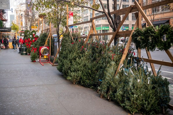Christmas tree sellerÕs forest in the Chelsea neighborhood of New York on Monday, November 28, 2022. (© Richard B. Levine)