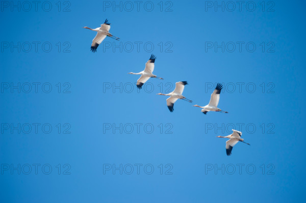 Whooping Cranes migrating