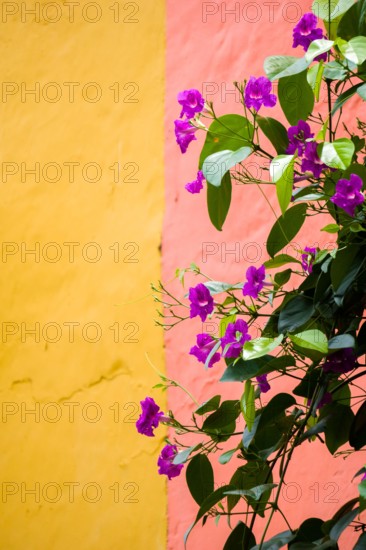 colorful facades walls in the streets of cartagena colombia