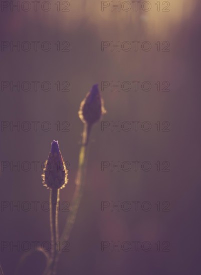 Beautiful close up cornflower in sunset light. Photo with vintage mood effect