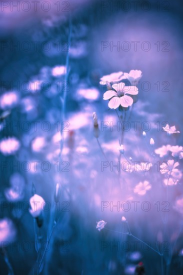 Wild flowers on a spring meadow. The recording is toned