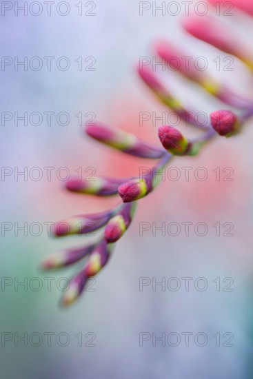 lensbaby image of a crocosmia flower