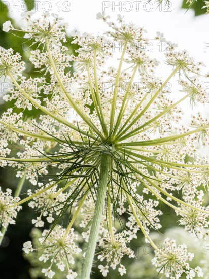 A close up of the underside of a wild carrot flower against the light showing the delicate lace like pattern of the florets