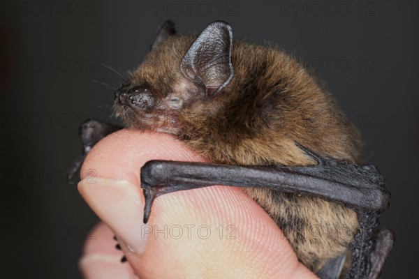 Bat, common pipistrelle, Pipistrellus pipistrellus