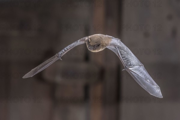 Flying Common Pipistrelle Bat (Pipistrellus pipistrellus) is a small pipistrelle microbat whose very large range extends across most of Europe, North