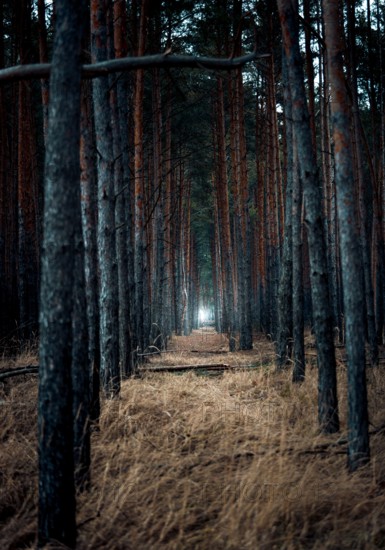Scary burnt forest at evening with light in the end