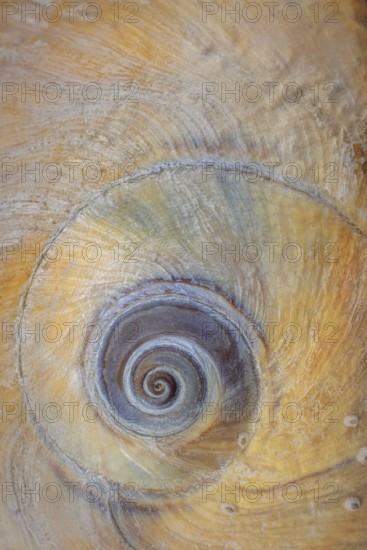 USA, Washington State, Hood Canal. Moon snail shell close- up.