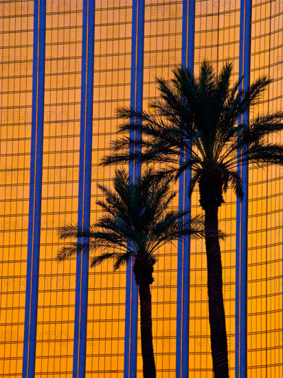 Hotel window reflection and palm trees