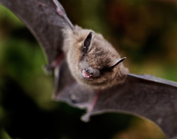Common pipistrelle bat (Pipistrellus pipistrellus) Pipistrelles are the smallest and commonest bat in the UK.