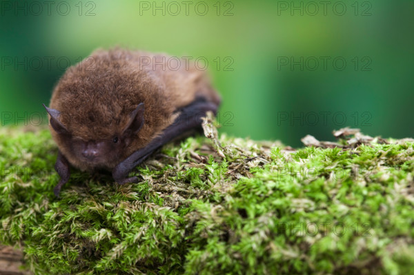 55khz Pipistrelle bat (Pipistrellus pygmaeus) Captive