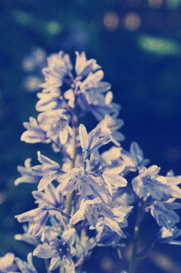 Grunge style background of bluebell flowers with Instagram effect