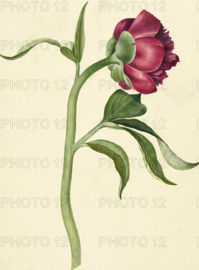 Peony flower - by C. J. Crumb, 1700 - 1800 - Editorial use only.