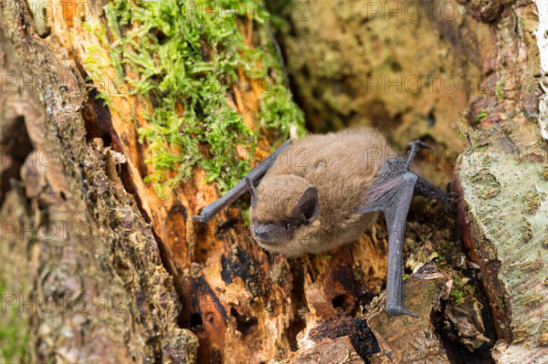common pipistrelle (Pipistrellus pipistrellus), at a tree, Germany