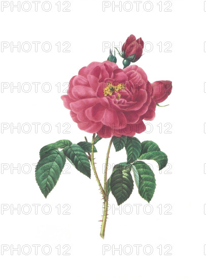 leaf isolated model design project concept plan draft garden graphic flower plant rose antique ground soil earth humus bloom