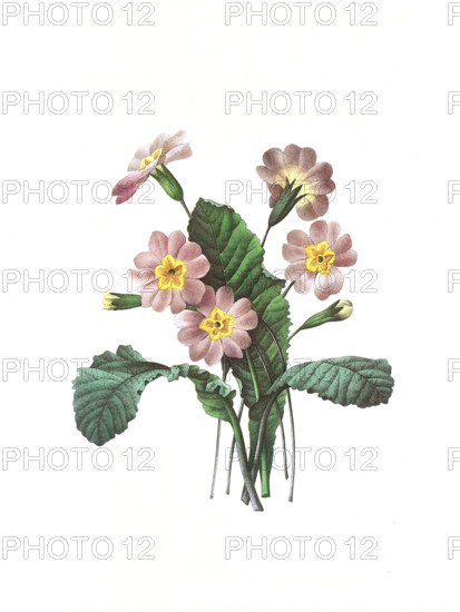 leaf, isolated, model, design, project, concept, plan, draft, garden, graphic,