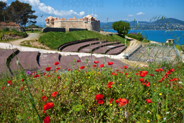 Corn poppy field (Papaver rhoeas) at Citadel of Saint-Tropez, gulf of Saint-Tropez, french riviera, South France, Cote d'Azur, France, Europe