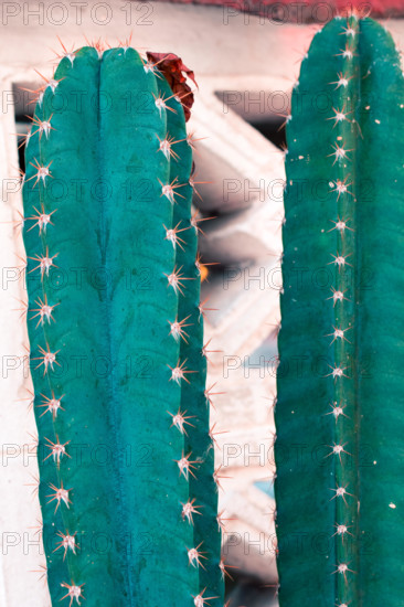 Vintage cactus flowers pastel color to Creative pattern and texture design with background banner