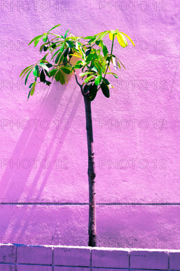 Vintage green tree isolate pastel color to Creative pattern and texture design with background banner