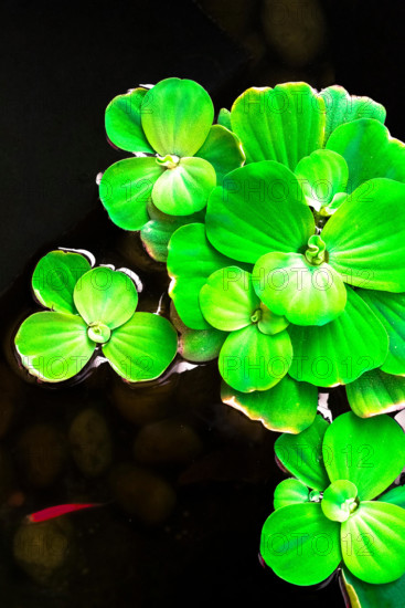 Water lettuce to creative texture and pattern for design and decoration isolate on background.Copy space.
