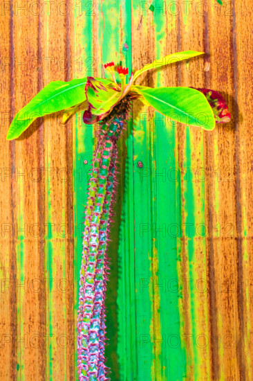 Cactus pastel tone on rust wall.Copy space.