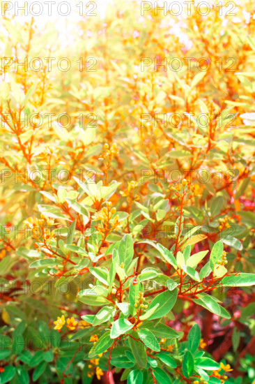 Leaf plant with sunrises.Copy space.Pastel tone.