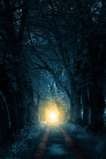 footpath trough mystically forest to sunlight