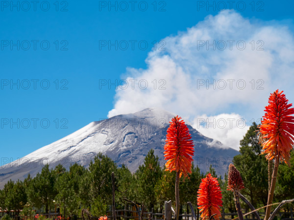 Torch lily flowers in foreground with Popocatepetl volcano in background, Itza-Popo National Park, Mexico