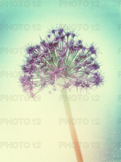 Allium flower with retro effect.