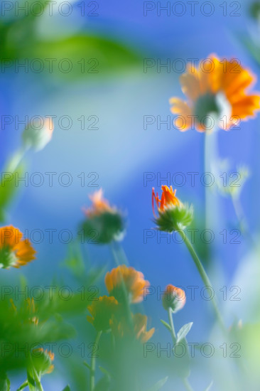 Small white flowers on a toned on gentle soft blue and pink background outdoors close-up macro .