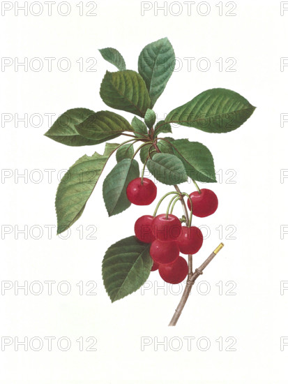 Antique illustration of a cherry engraved by Pierre-Joseph Redoute (1759 - 1840), nicknamed "The Raphael of flowers".