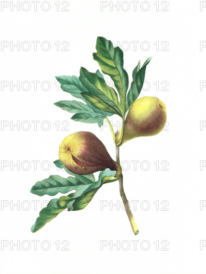 Antique illustration of a figue violette engraved by Pierre-Joseph Redoute (1759 - 1840), nicknamed "The Raphael of flowers".