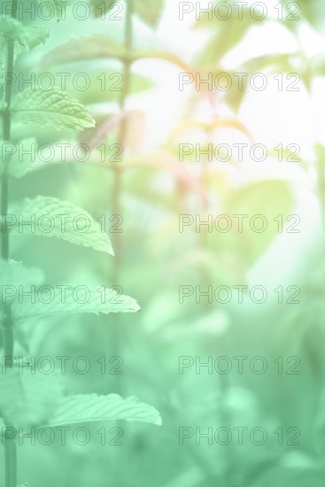 Neo mint color background, close-up on mint leaves toned in trendy shade of light green color, copy-space