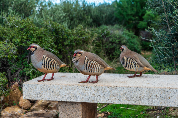 Three chukar partridge (Alectoris chukar) at the Cape Sounion in the coast of East Attica, Greece