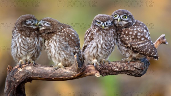 Four little owls (Athene noctua) sitting on a stick.