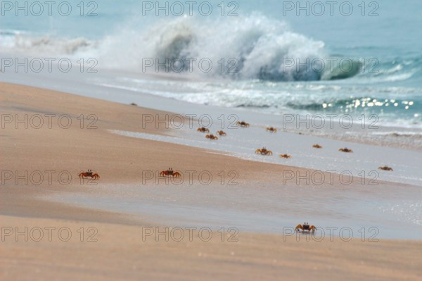many crabs on beach