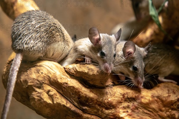 The group of Somali grass rat - Neumann's grass rat. Arvicanthis somalicus.