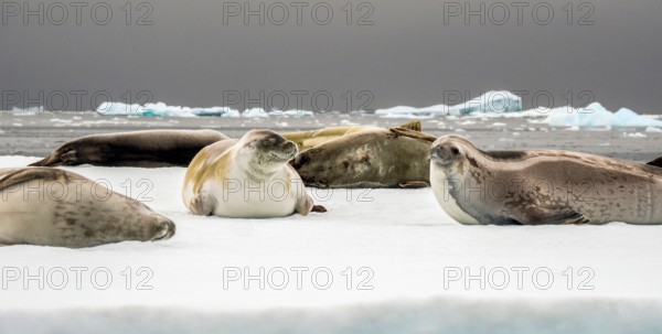 Group of fur seals on ice floe, Fish Islands, Antarctica