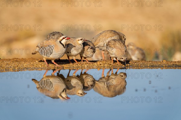 Chukar partridge (Alectoris chukar) or simply chukar