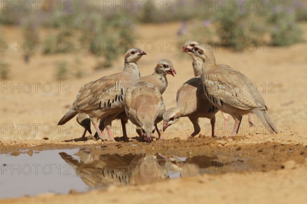 Chukar Partridge or Chukar (Alectoris chukar) Photographed in Israel, Near a water pool Negev desert. A Palearctic upland gamebird in the pheasant fam