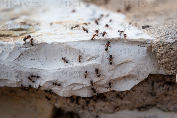 A colony of ants marching in a line.
