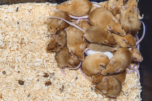 In cage breeding rodents, mice. Mouse is small mammal of rodent group with pointed snout, large rounded ears and long hairy tail.