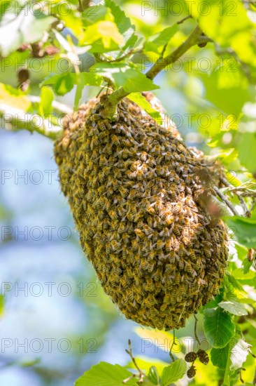Close up of a swarm of wild UK honey bees gathering together on the branch of a public park tree to form a temporary new home/hive.