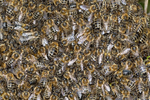 Honigbiene, Bienenschwarm, Schwarm, Volk schwärmt aus, Bienenvolk, Honig-Biene, Europäische Honigbiene, Westliche Honigbiene, Biene, Bienen, Apis mell
