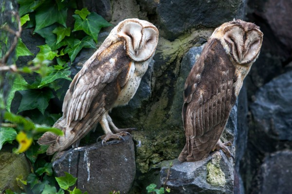 A pair of Barn owls at Condor Park at Otavalo in Ecuador. Condor Park is home to many of South Americas endangered bird species.