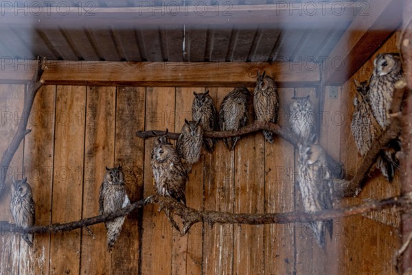 Lviv, Ukraine. 21st Oct, 2023. Rescued owls from Kherson region are seen in a big cage at Domivka animal shelter in Lviv. Domivka Vryatovanykh Tvaryn is a charitable animal shelter that saves animals from human cruelty and creates comfortable conditions for them to continue living in a shelter or in the wild. Since the beginning of the Russian-Ukrainian War in Feb 2022, this shelter has become a place of refuge for many animals from the frontline battlefield. Credit: SOPA Images Limited/Alamy Live News