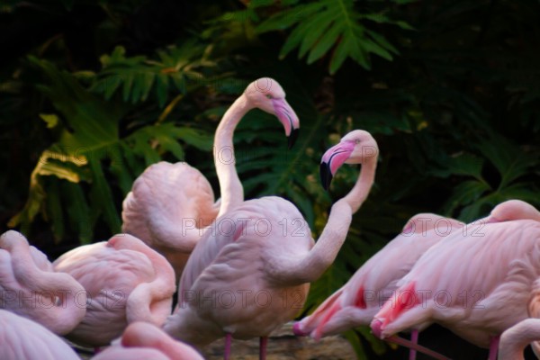 Two greater flamingos in a flock, Phoenicopterus roseus