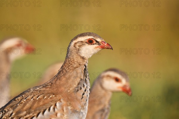 red-legged partridge (Alectoris rufa), juvenile, portrait, Spain