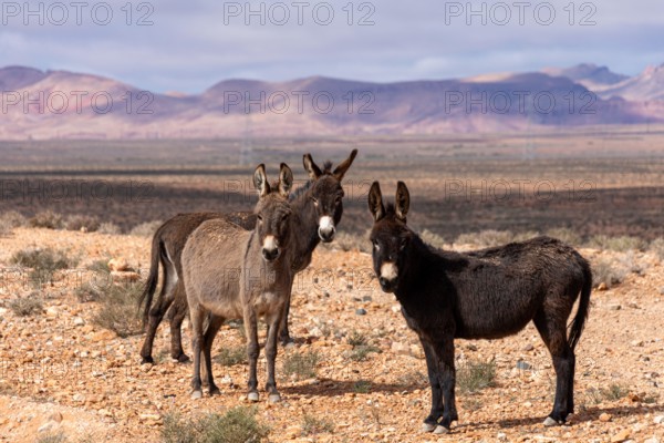 Wild Donkeys in the Arid Landscape of Morocco