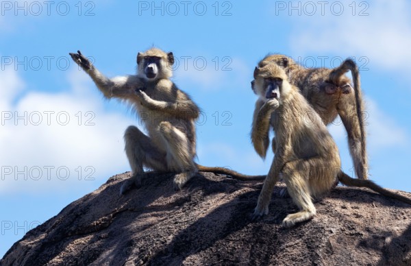 Groups of Yellow Baboon will spend a lot of time grooming their peers. This mutual behaviour is a way for forming bonds and alliances within the clan